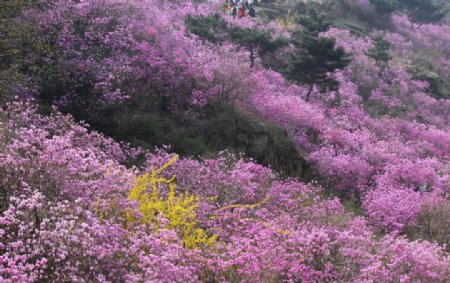 杜鹃花