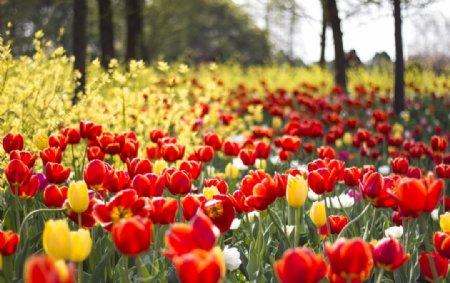 郁金香花园