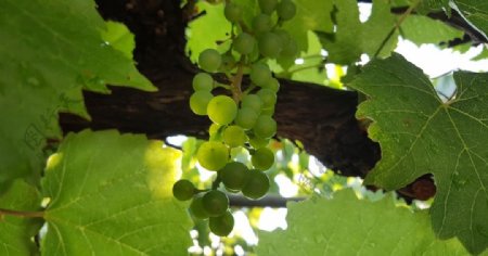绿色葡萄园葡萄