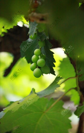 生长的绿色葡萄
