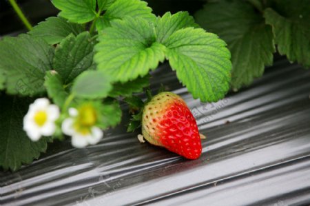 一颗生长着的草莓