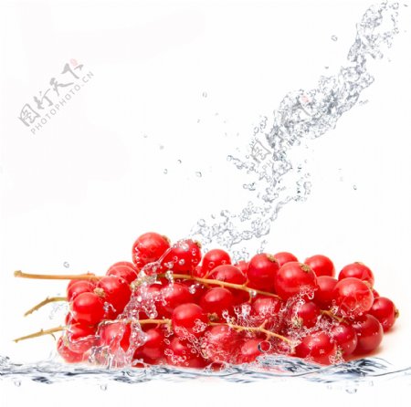 水洗蔓越莓