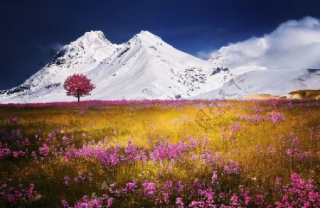 阿尔卑斯山下的花草地