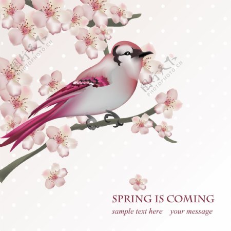 春天樱花小鸟背景设计