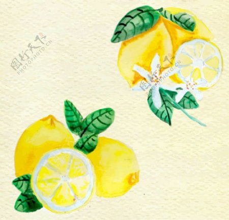 手绘水彩柠檬插图