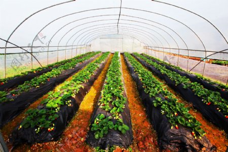 草莓种植农业大棚
