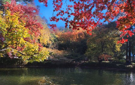 天平山红枫