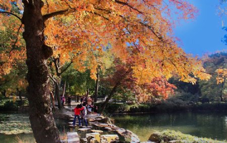 天平山红枫