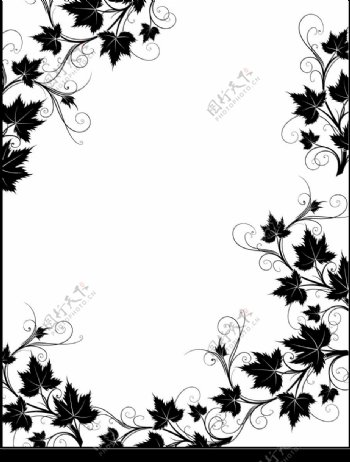 黑白藤类植物花边边框