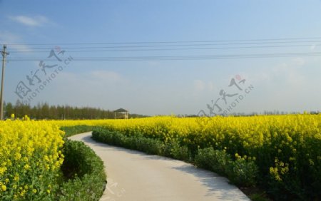 油菜花田