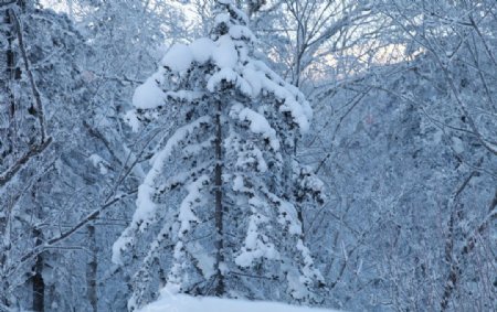 雪乡