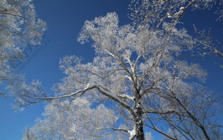 雪乡风景