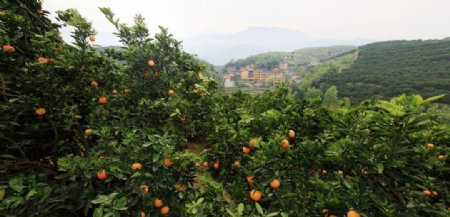橙子广柑橘子水果果园