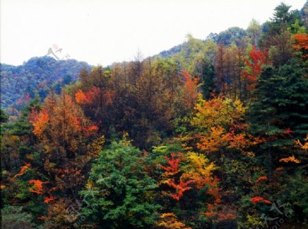 秋景树林山峰