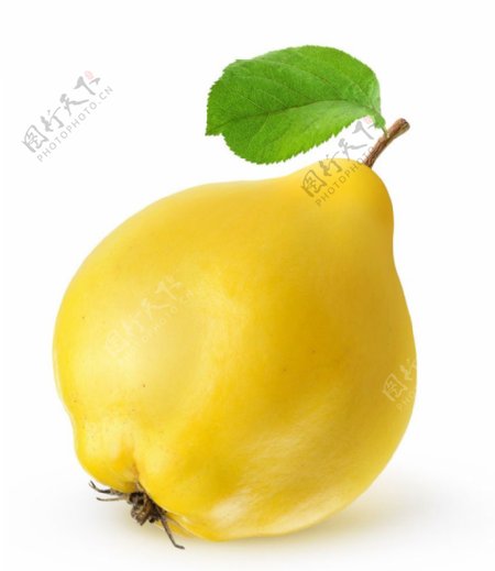 黄色鸭梨