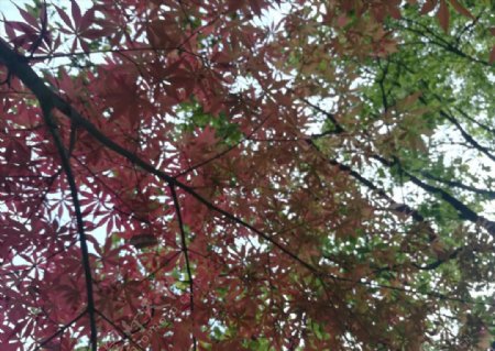红枫绿树