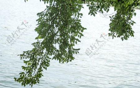 湖面上的树枝叶