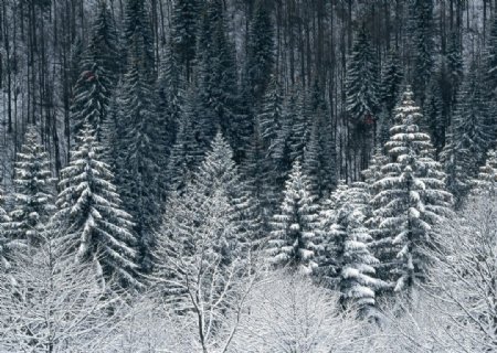 树丛上的雪