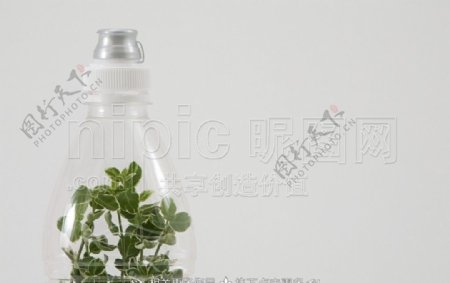 瓶装植物