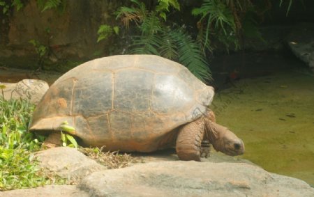 亚达伯拉象龟