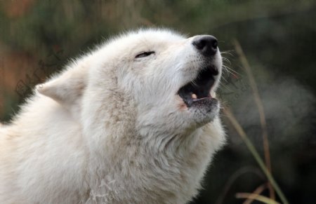 极地狼白色的狼白色狼大白