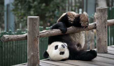 嬉戏的熊猫