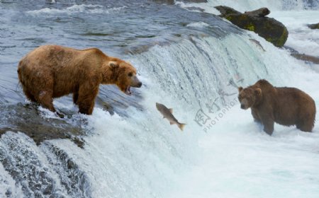 棕熊捕鱼