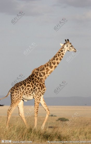 行走在草原上的长颈鹿