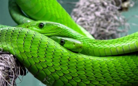 绿蛇