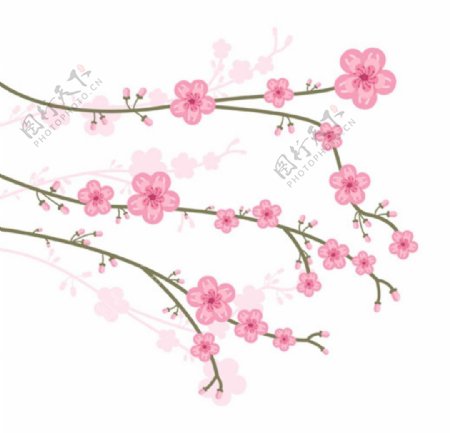 春季美丽的樱花花枝