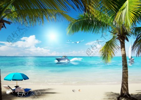 海滩帆船海鸥铁树蓝色背景