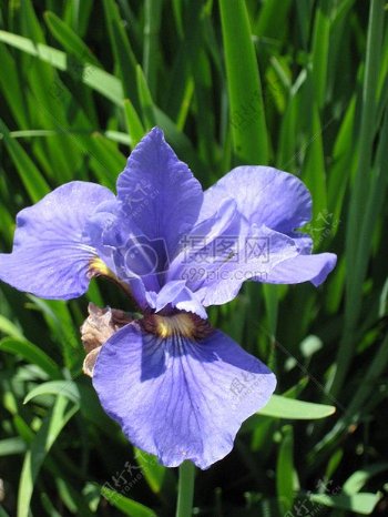 紫色花卉植物开花虹膜紫色花