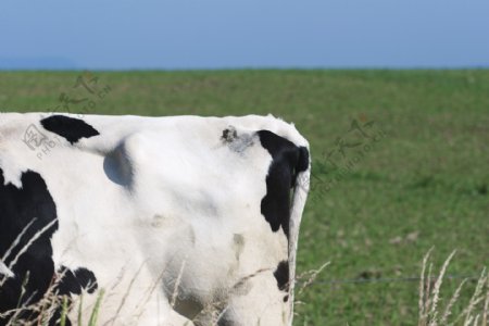 草地奶牛摄影图片