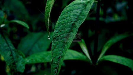 绿叶植物的雨滴