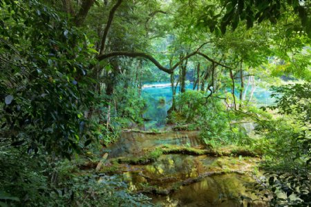 热带雨林植物风景图片