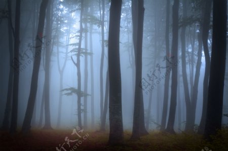 雾中树林图片