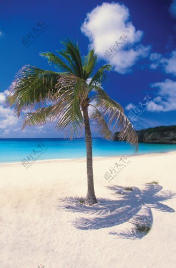 沙滩上的椰子树图片