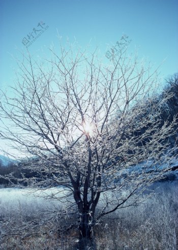 冬天风景摄影图片