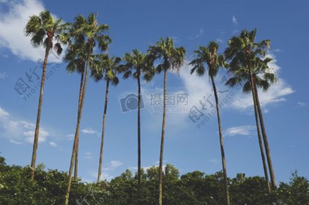 白天高大的椰子树下白衣云和蓝天