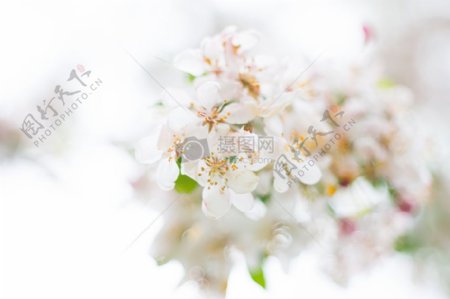 白瓣花