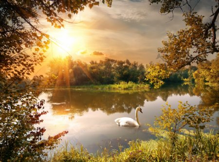 秋天湖泊上的天鹅图片
