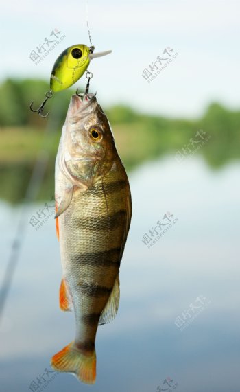 鱼和鱼钩图片