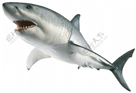 银色凶恶鲨鱼免抠png透明图层素材