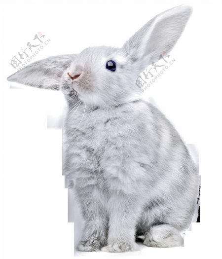 灰色杂毛兔子免抠png透明图层素材