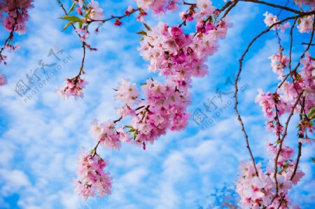 春天里的桃花图片图片