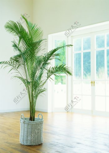 室内植物摄影图片