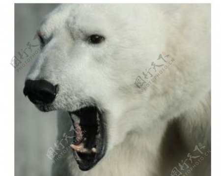 咧嘴的北极熊免抠png透明图层素材