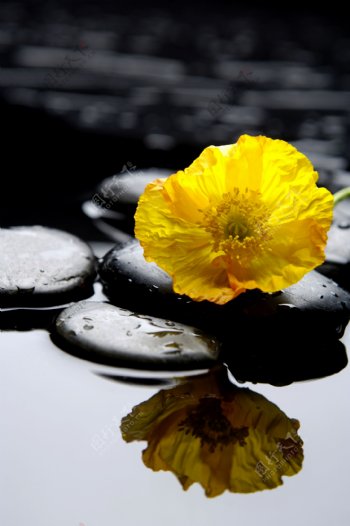 水疗石与花朵图片