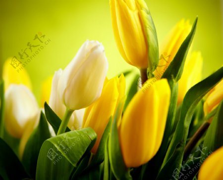 黄色郁金香鲜花背景图片