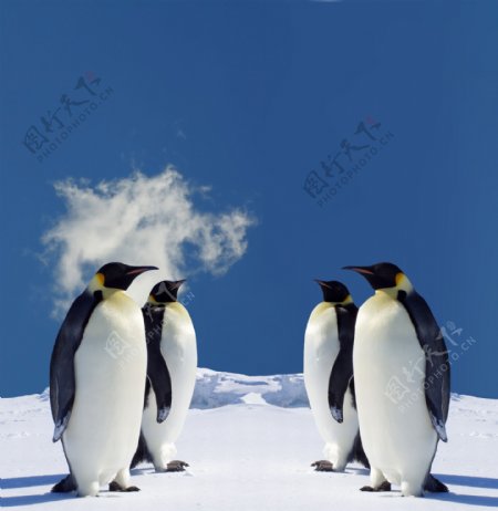 雪地企鹅图片